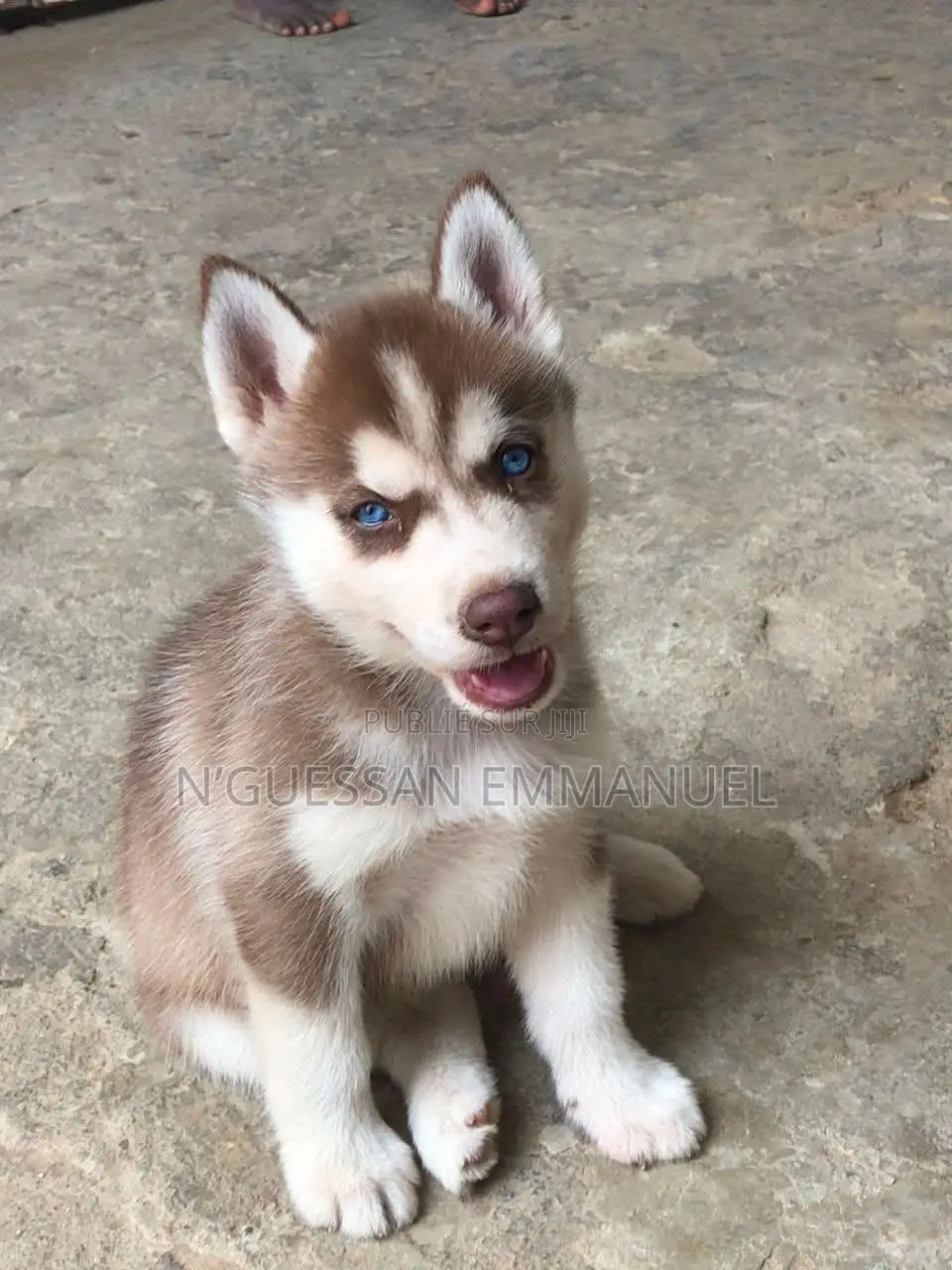 1-3 mois Homme Pure race Siberian Husky