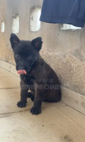 1-3 mois Femme Pure race Belgian Malinois