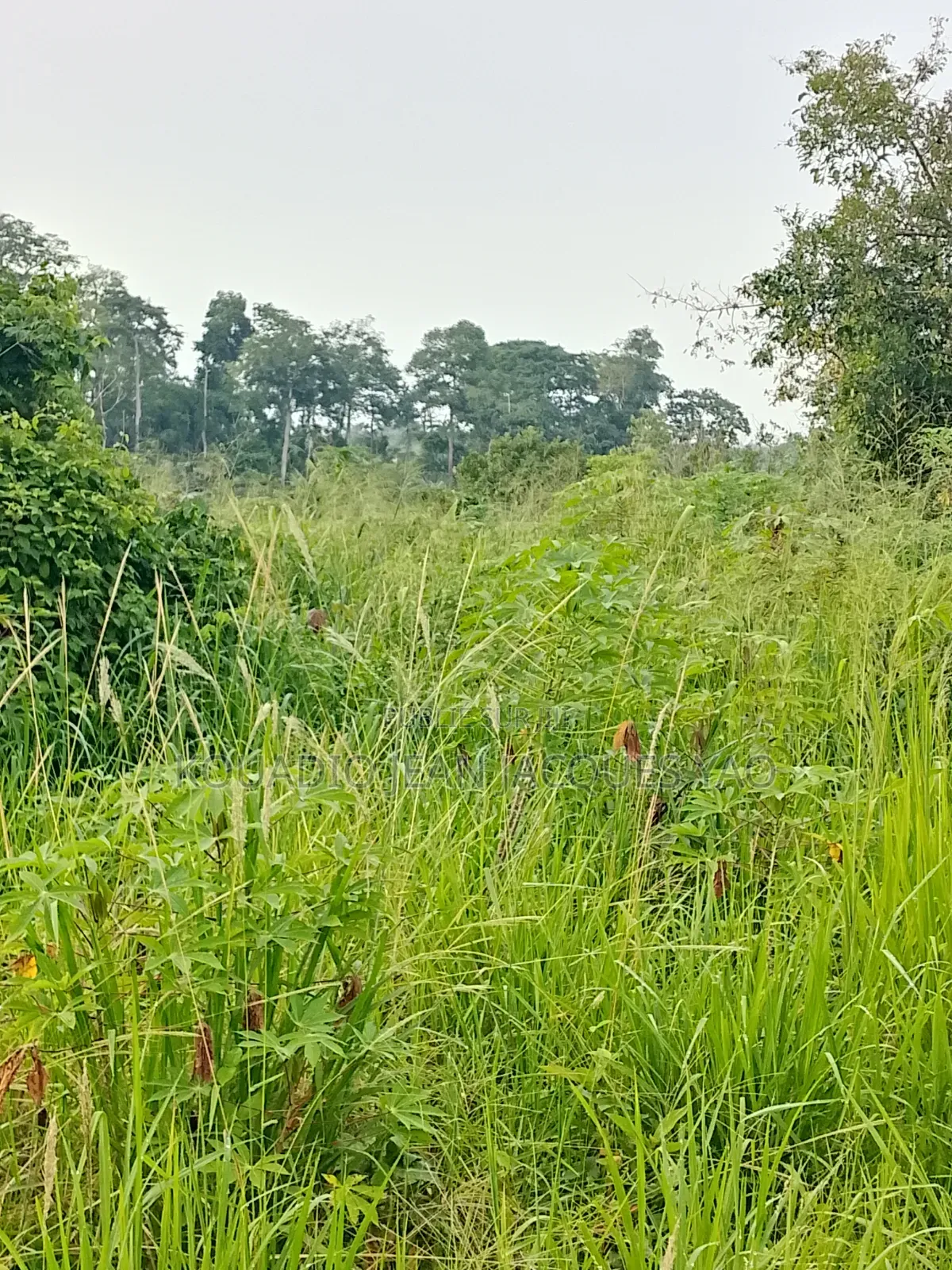 Terrains a Vendre Yamoussoukro