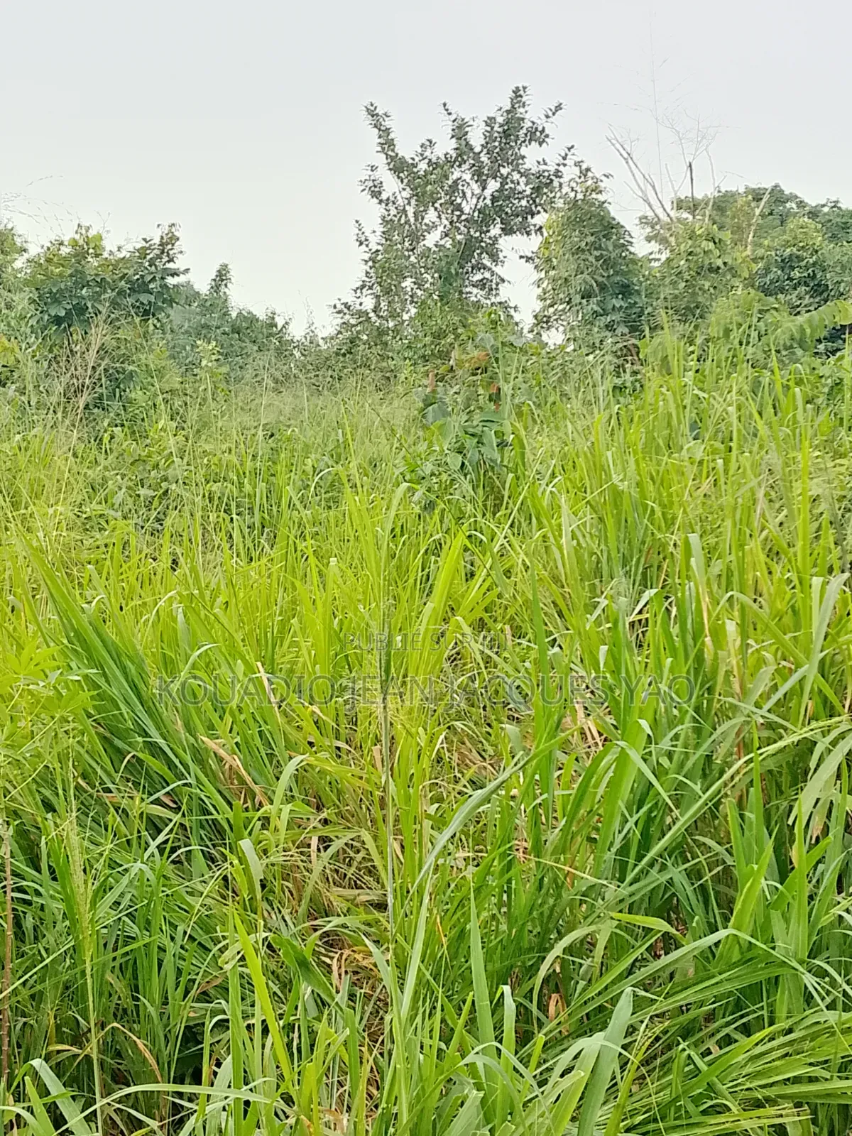 Terrains a Vendre Yamoussoukro