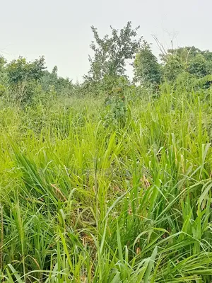 Terrains a Vendre Yamoussoukro