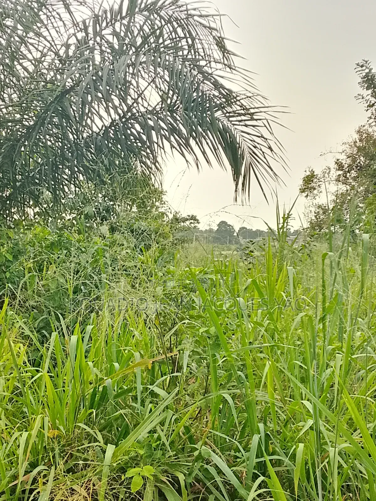 Terrains a Vendre Yamoussoukro