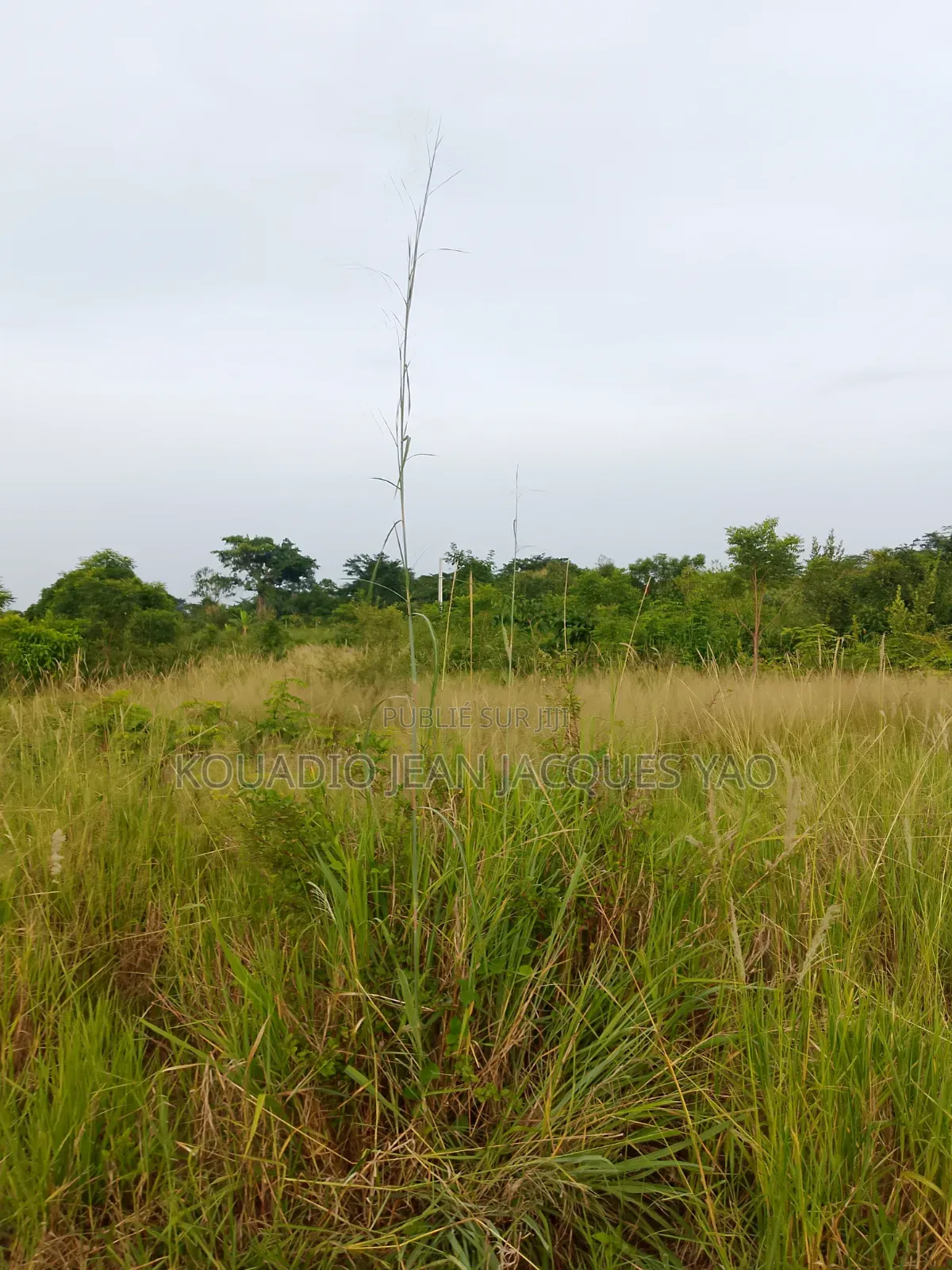 Terrains a Vendre Yamoussoukro
