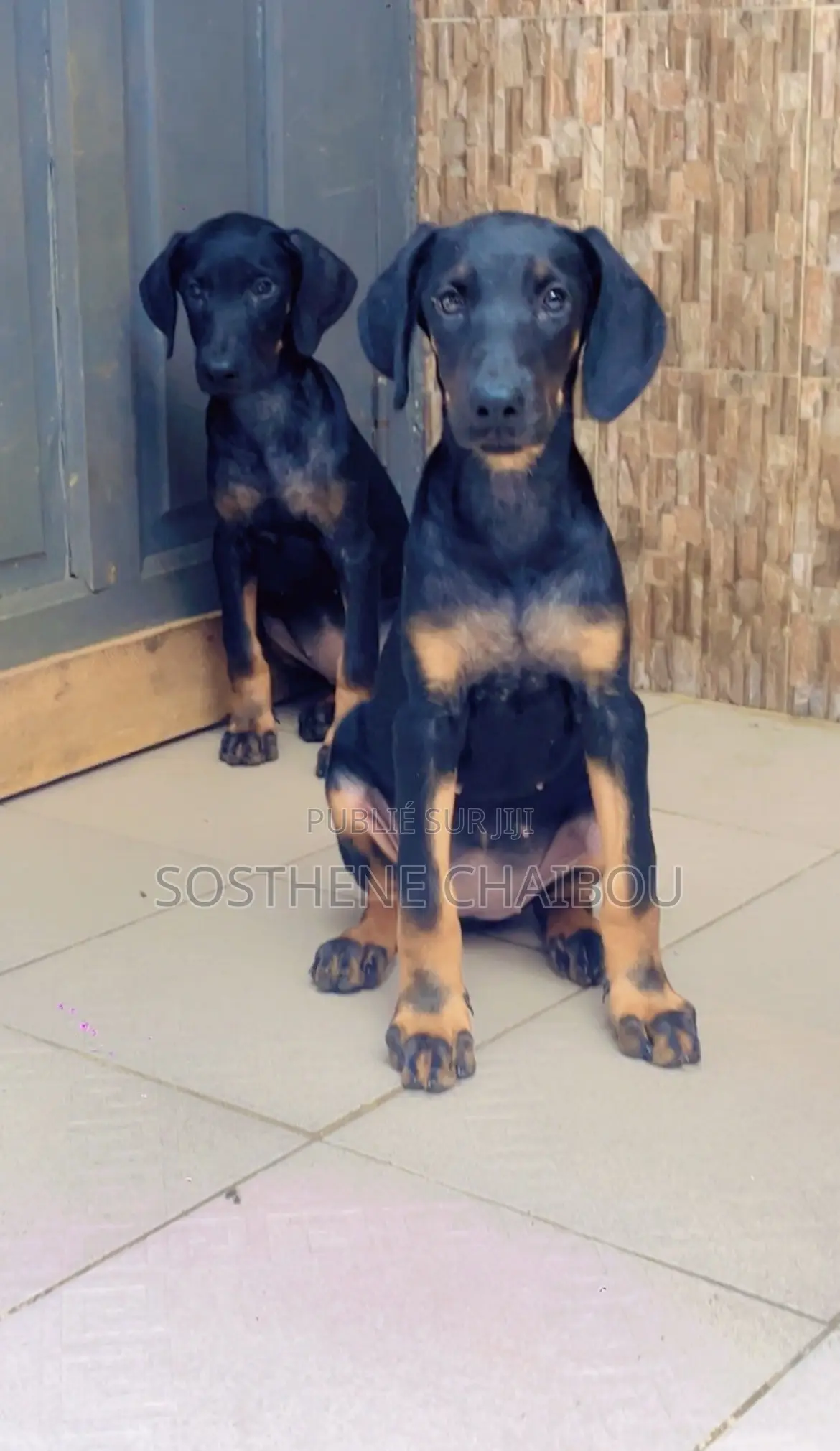 1-3 mois Femme Pure race Doberman Pinscher
