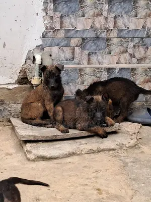 1-3 mois Homme Pure race Belgian Sheepdog