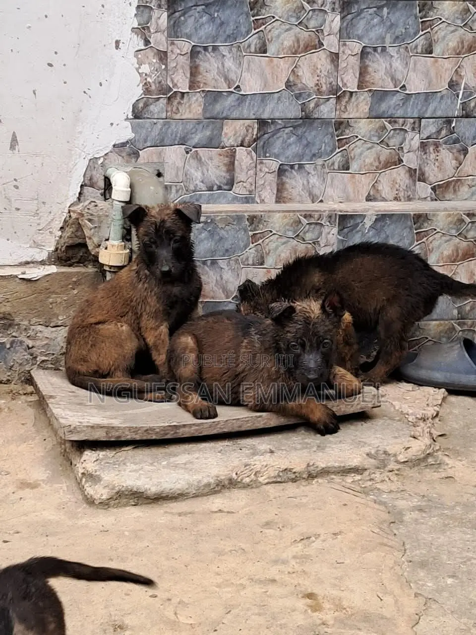 1-3 mois Homme Pure race Belgian Sheepdog
