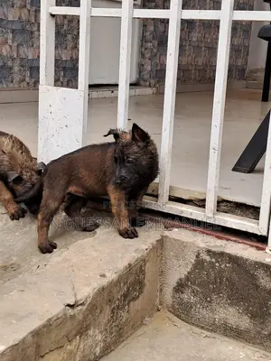 1-3 mois Homme Pure race Belgian Sheepdog