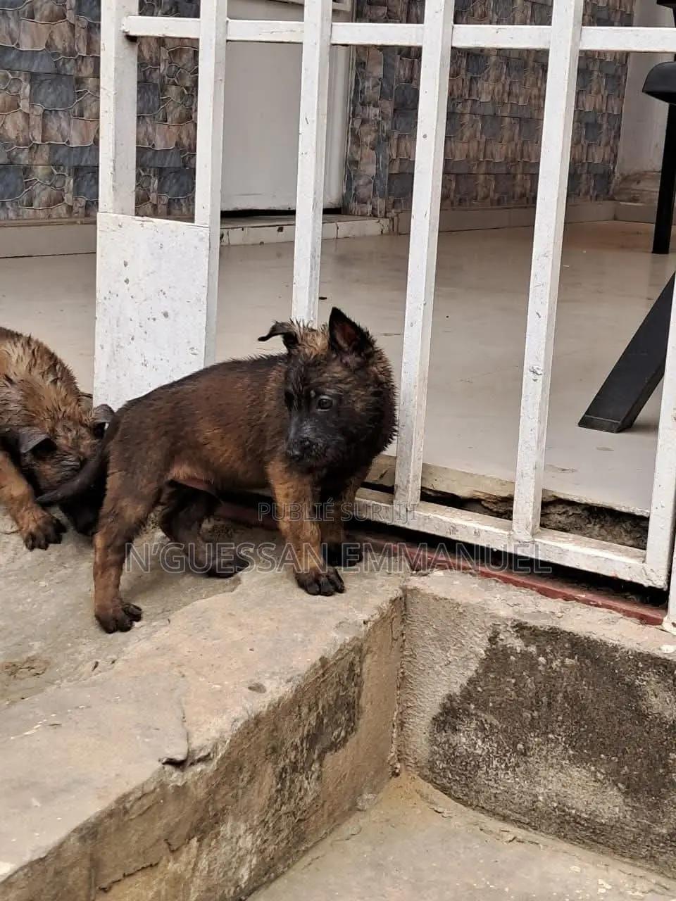 1-3 mois Homme Pure race Belgian Sheepdog