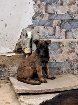 1-3 mois Homme Pure race Belgian Sheepdog