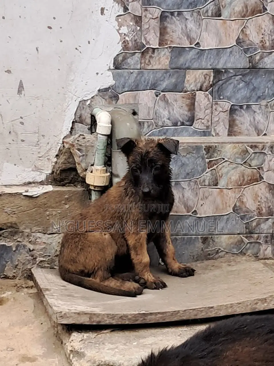 1-3 mois Homme Pure race Belgian Sheepdog
