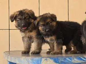 1-3 mois Homme Pure race Belgian Sheepdog