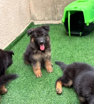 1-3 mois Homme Pure race Belgian Sheepdog