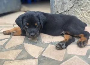 1-3 mois Homme Pure race Rottweiler
