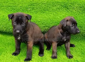1-3 mois Homme Pure race Belgian Malinois