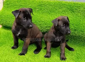 1-3 mois Homme Pure race Belgian Malinois