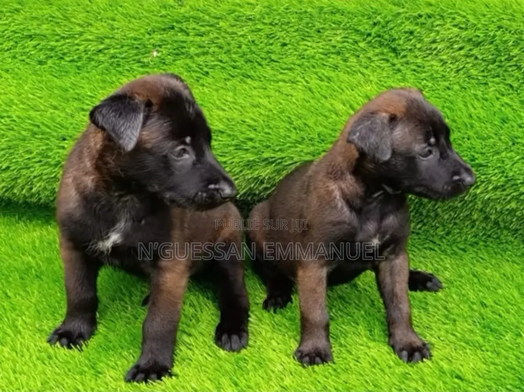 1-3 mois Homme Pure race Belgian Malinois