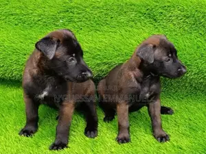 1-3 mois Homme Pure race Belgian Malinois
