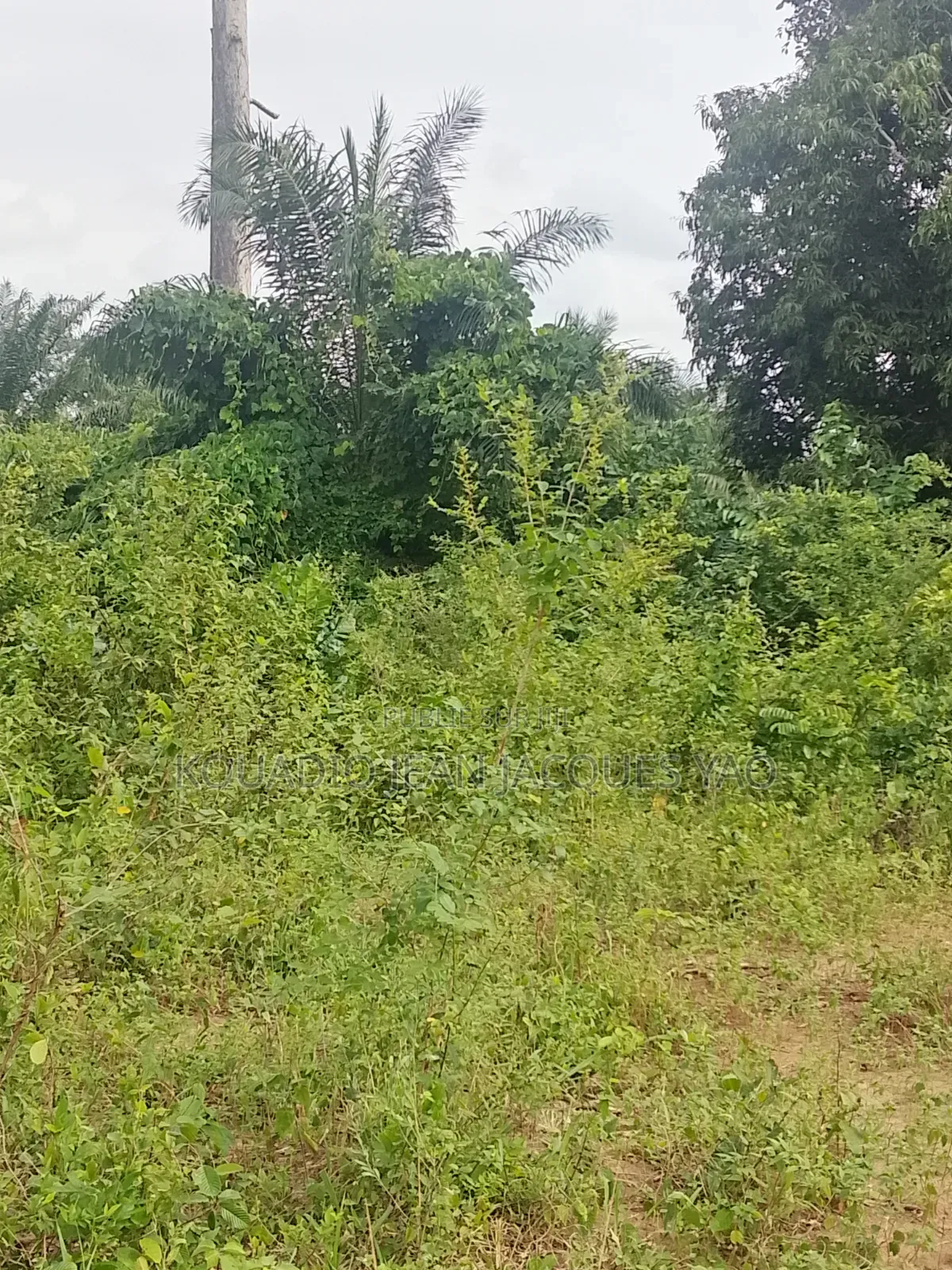 Terrains a Vendre a Yamoussoukro Précisément N'debo