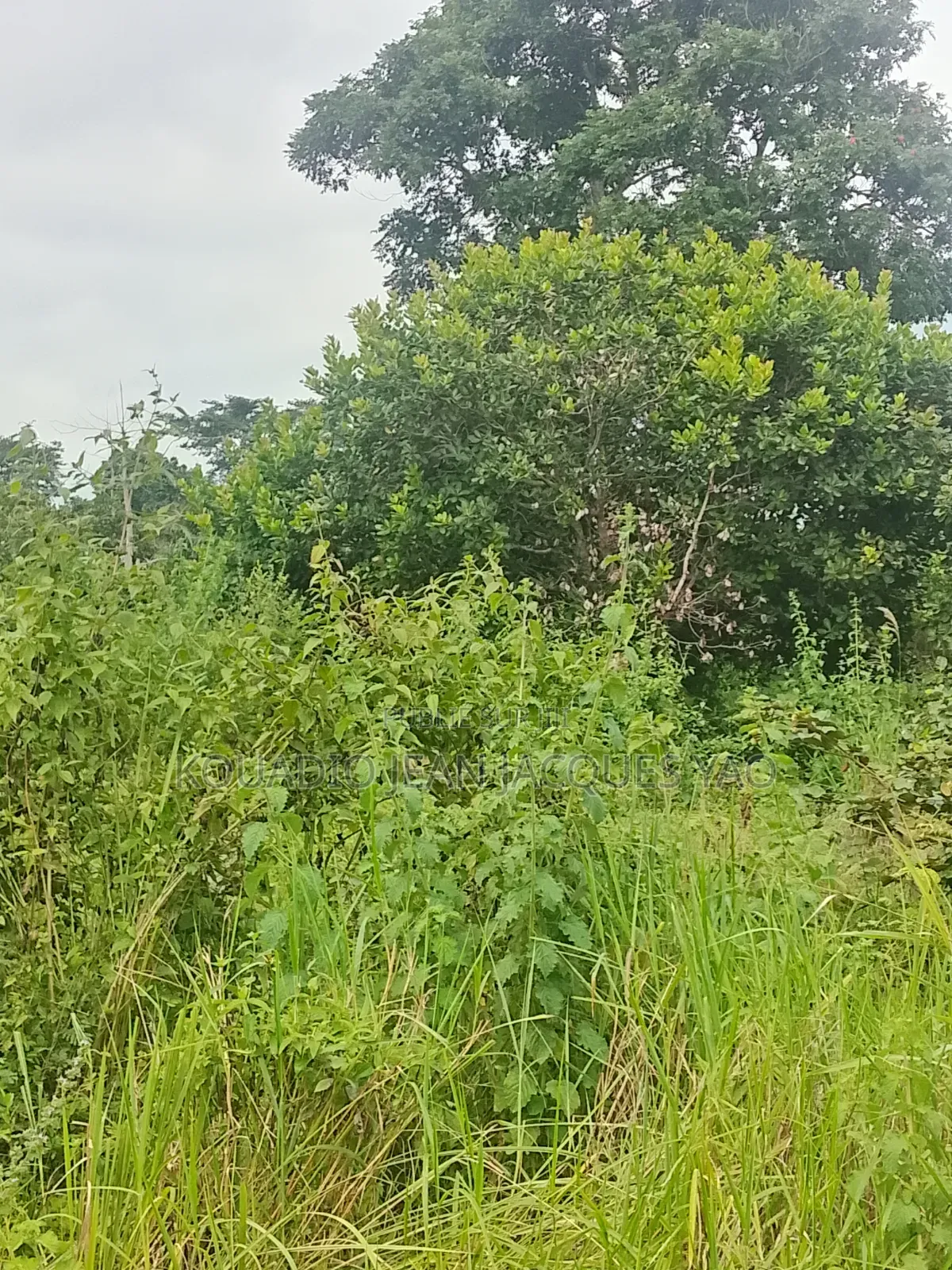 Terrains a Vendre a Yamoussoukro Précisément N'debo