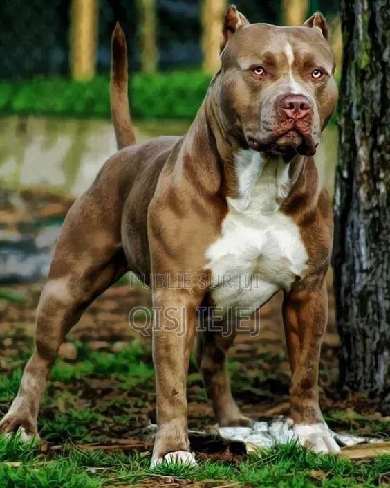 Plus d’un an Homme Pure race Boerboel