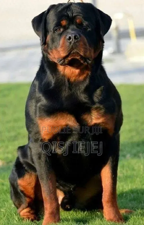 Plus d’un an Homme Pure race Boerboel