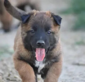 1-3 mois Homme Pure race Belgian Malinois