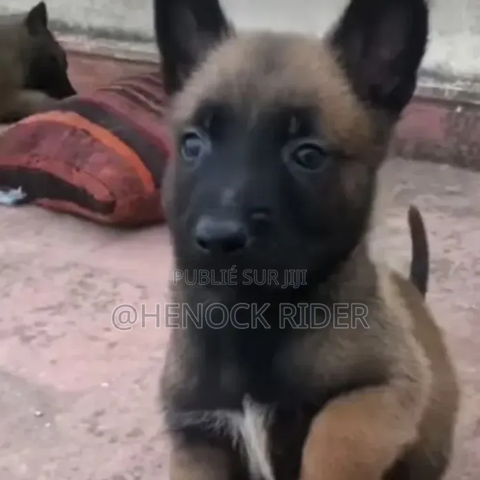 1-3 mois Homme Pure race Belgian Malinois