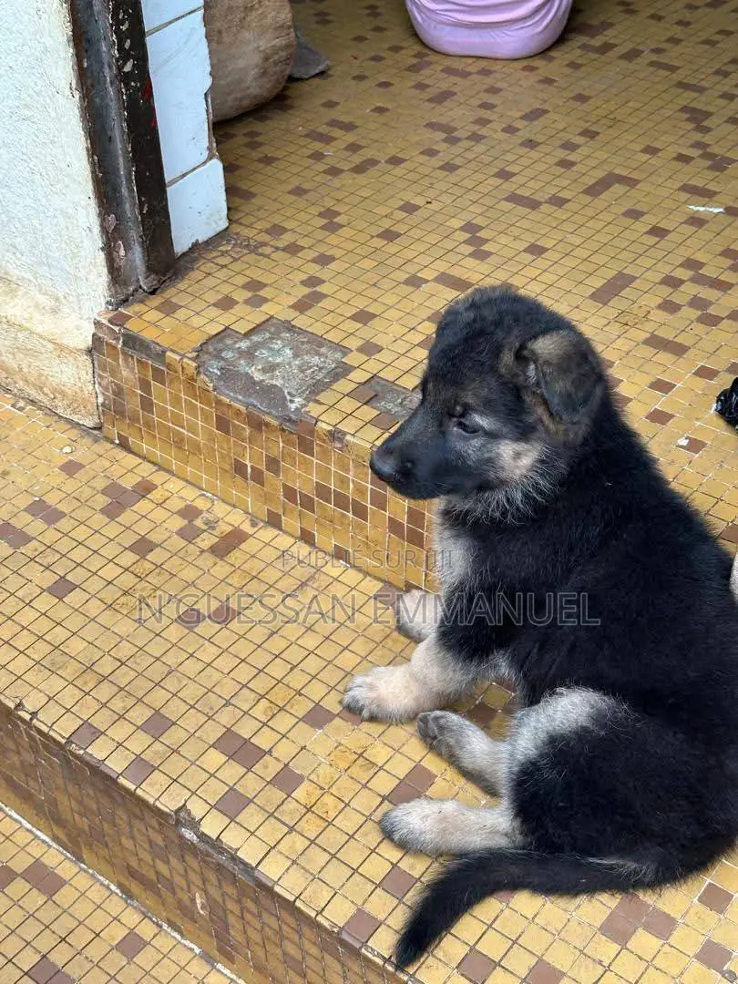 1-3 mois Homme Pure race Belgian Sheepdog