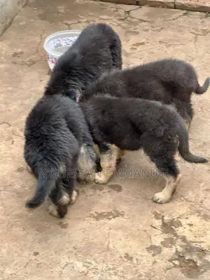 1-3 mois Homme Pure race Belgian Sheepdog