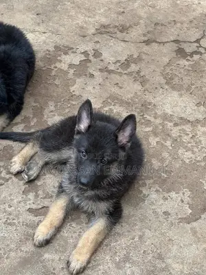 1-3 mois Homme Pure race Belgian Sheepdog