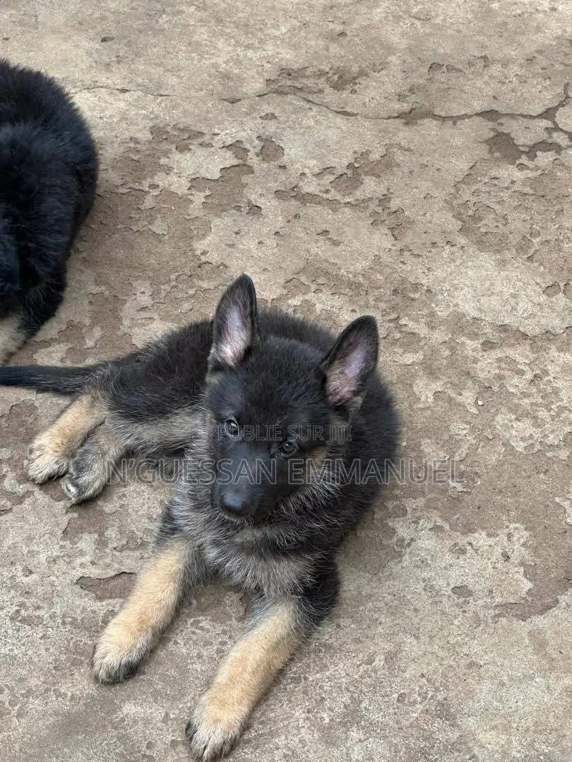 1-3 mois Homme Pure race Belgian Sheepdog
