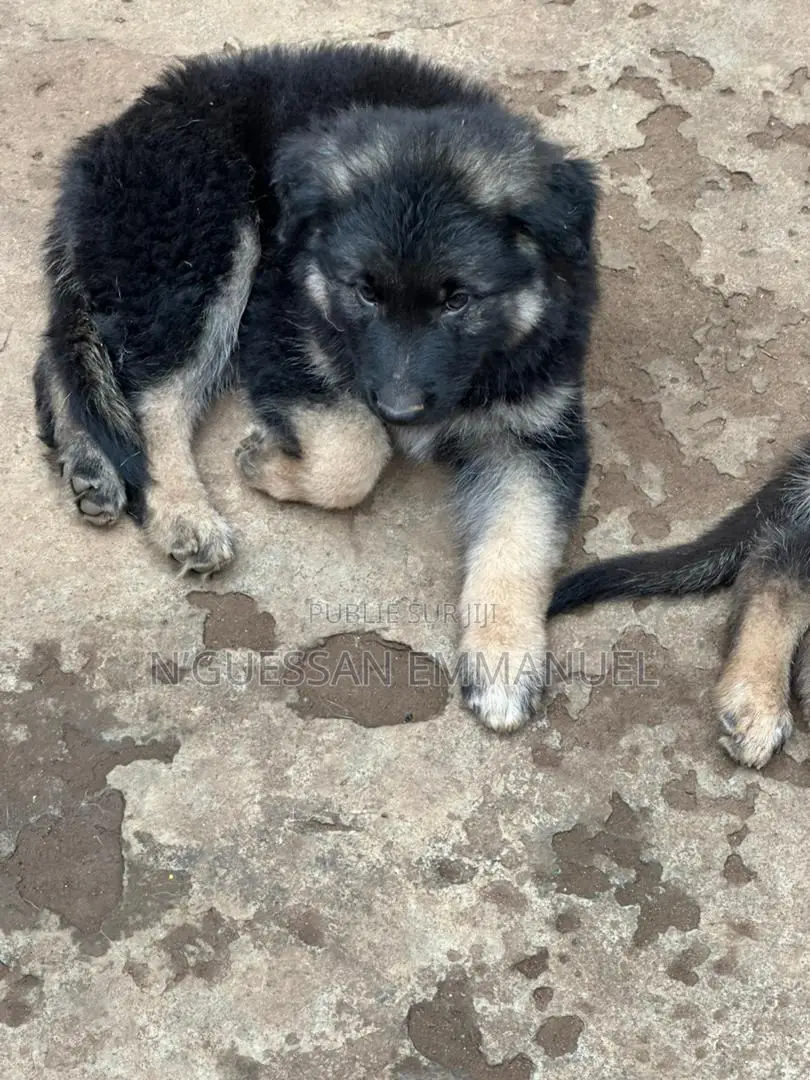 1-3 mois Homme Pure race Belgian Sheepdog