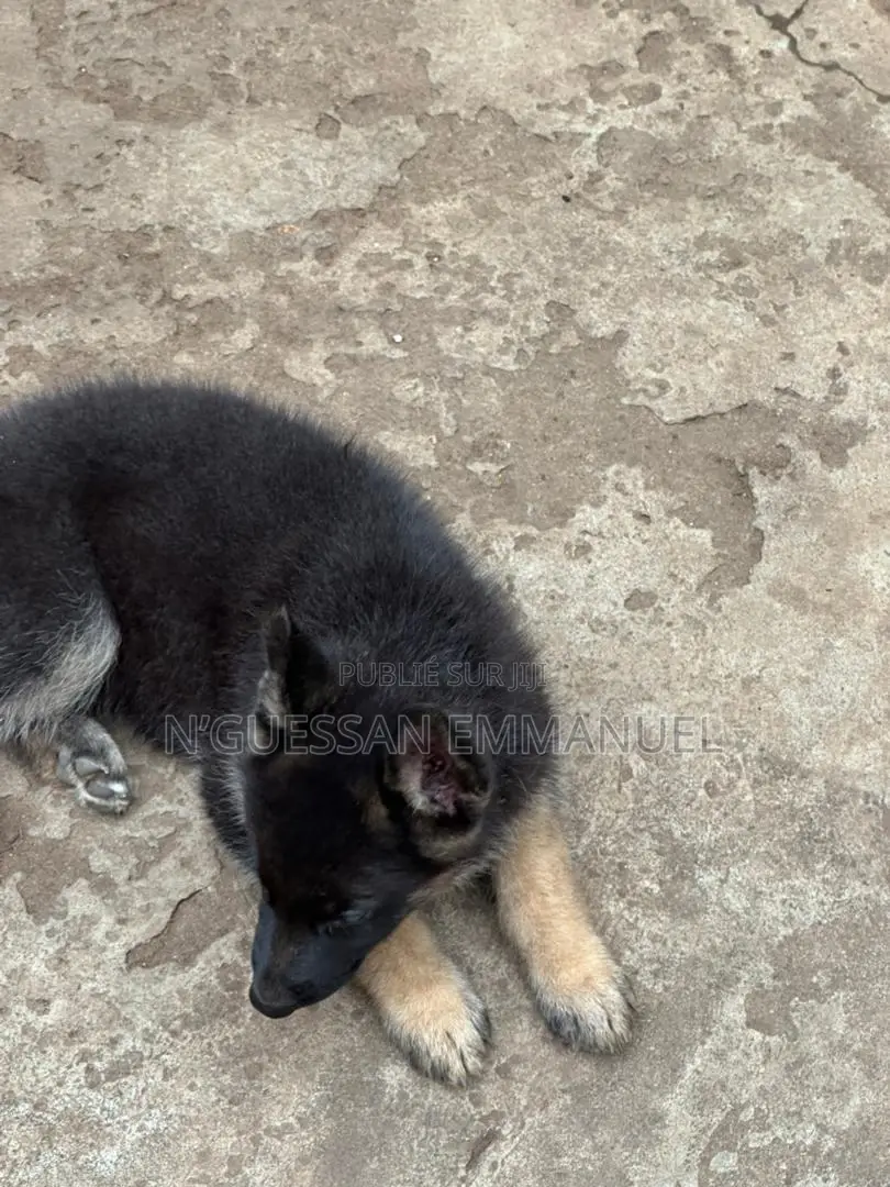 1-3 mois Homme Pure race Belgian Sheepdog