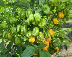 Super Gro Engrais Bio Et Vitamine