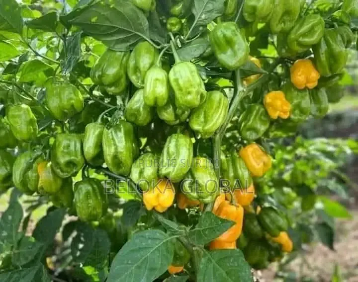 Super Gro Engrais Bio Et Vitamine