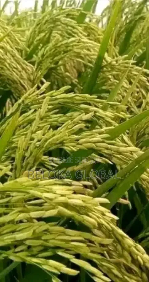 Super Gro Engrais Bio Et Vitamine