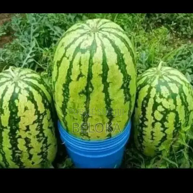 Super Gro Engrais Bio Et Vitamine