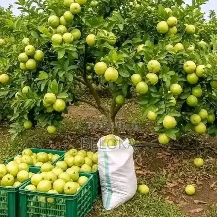 Super Gro Engrais Bio Et Vitamine