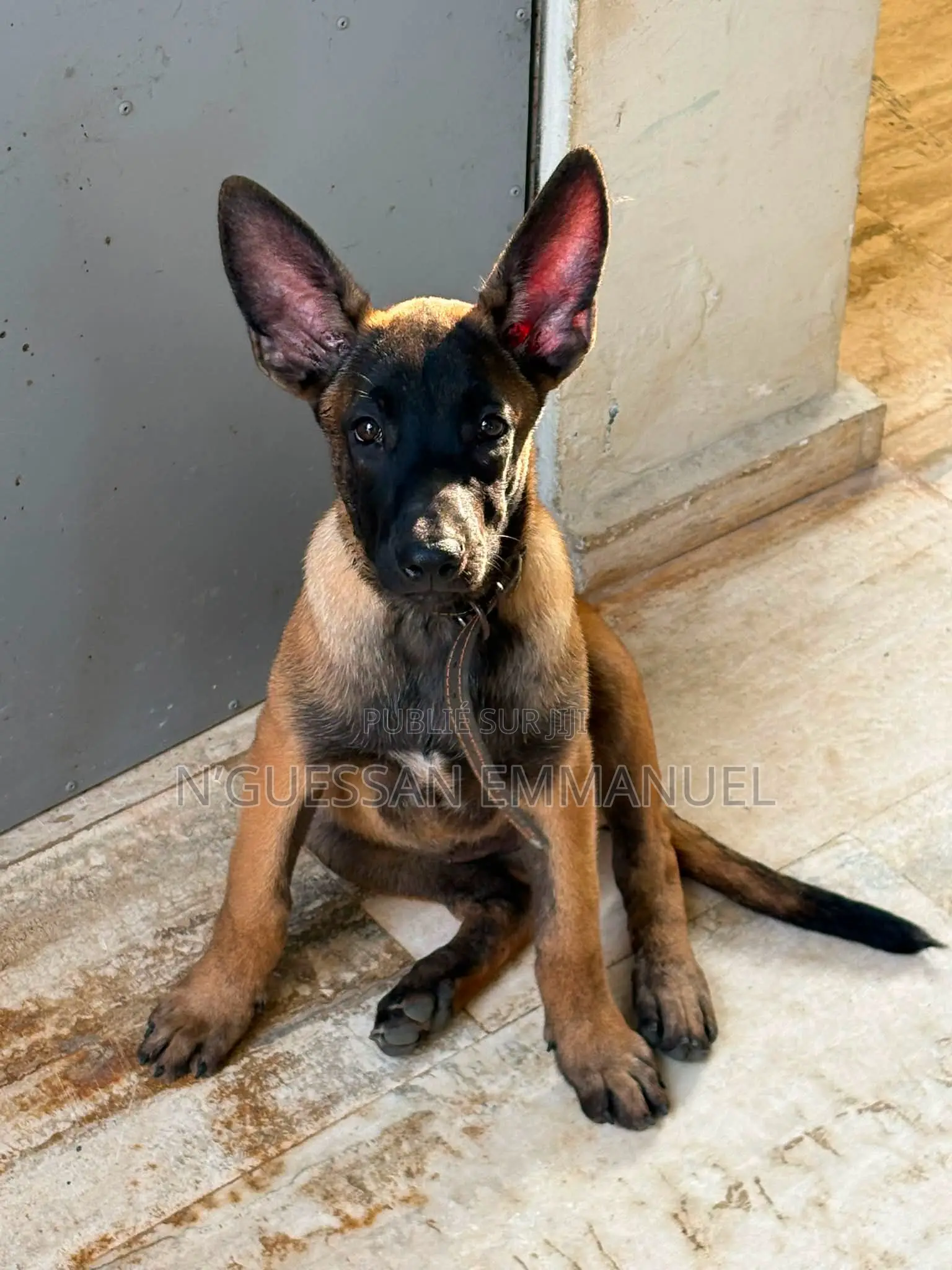 1-3 mois Homme Pure race Belgian Sheepdog