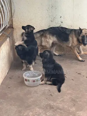 1-3 mois Homme Pure race Belgian Sheepdog