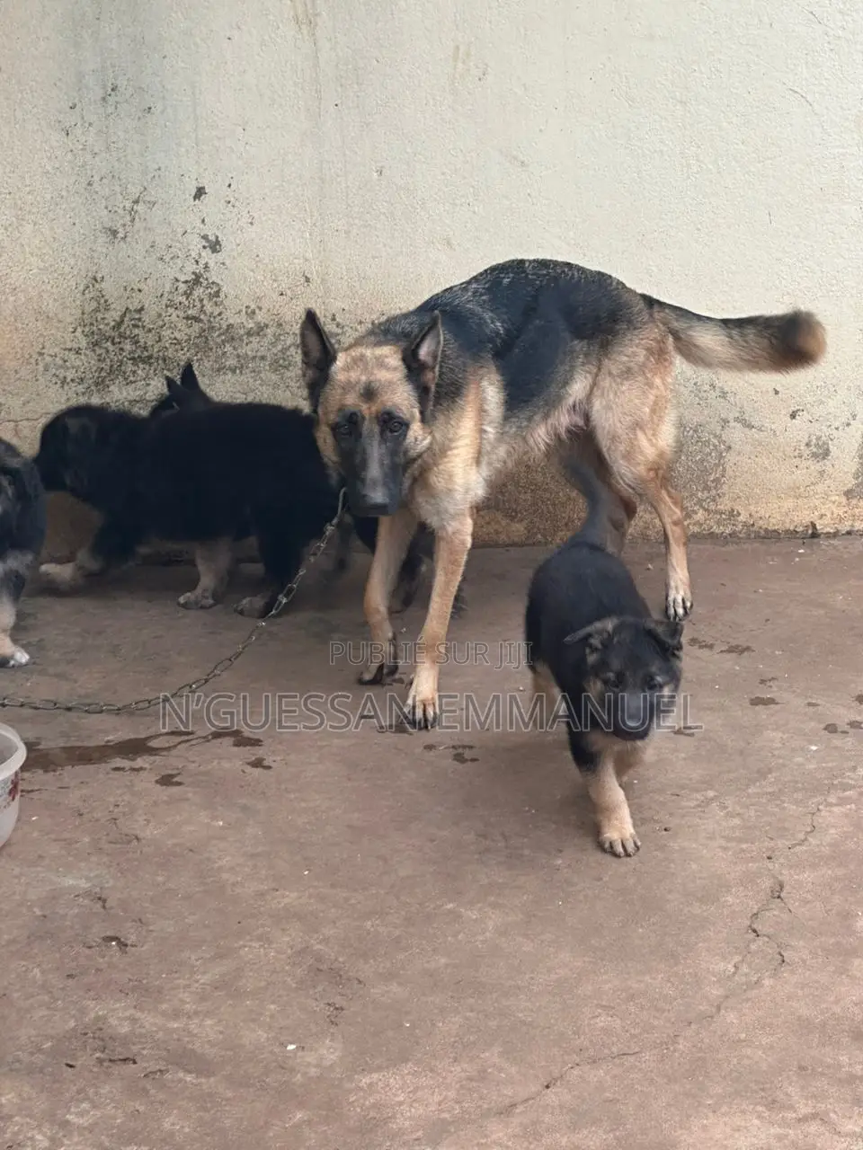 1-3 mois Homme Pure race Belgian Sheepdog