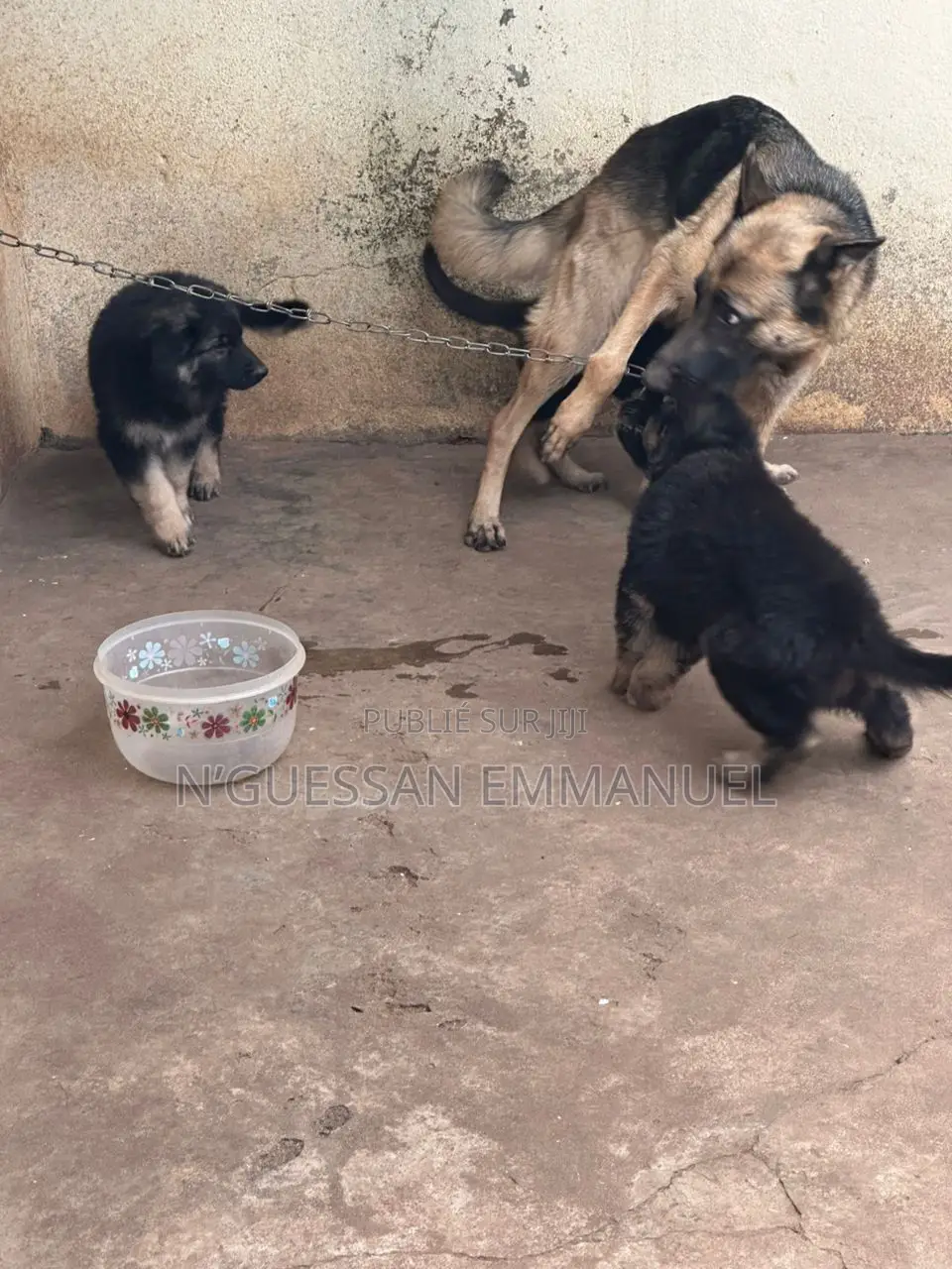1-3 mois Homme Pure race Belgian Sheepdog