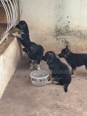 1-3 mois Homme Pure race Belgian Sheepdog