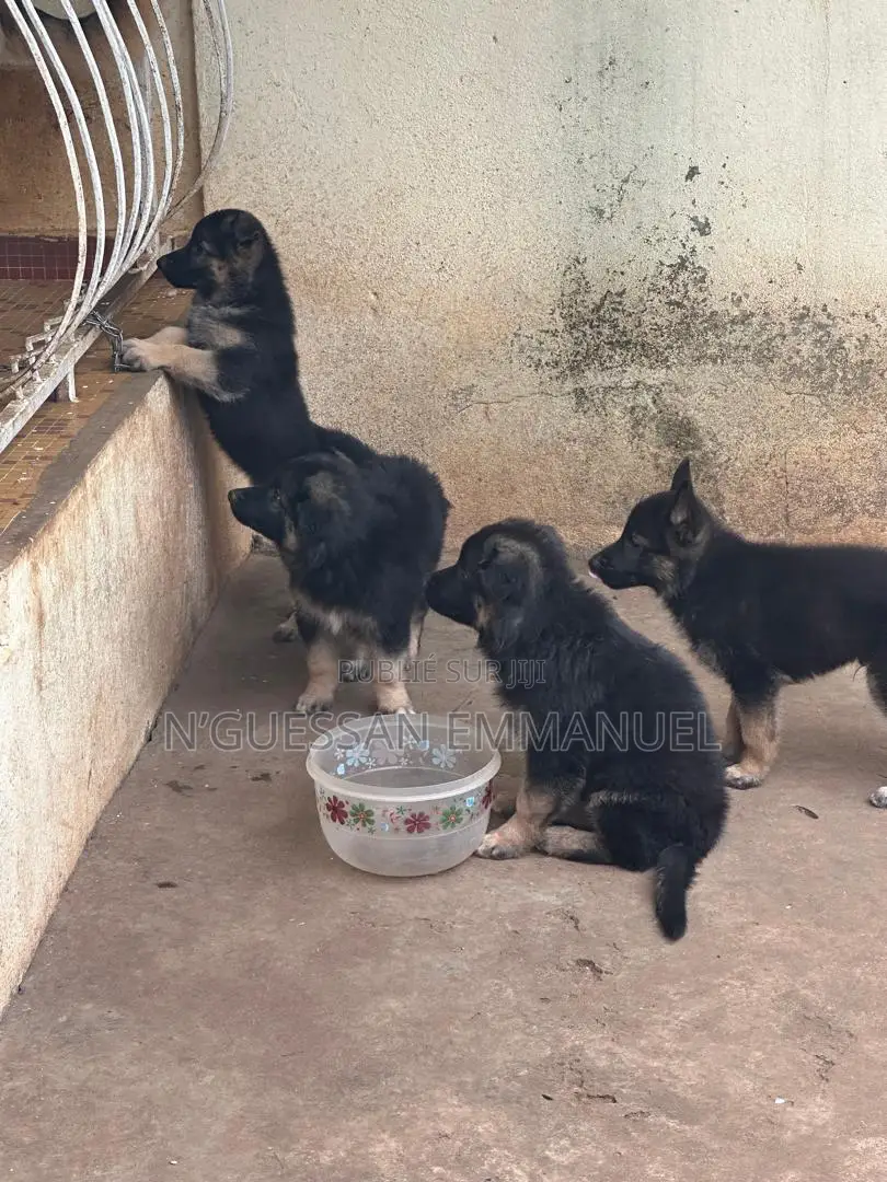 1-3 mois Homme Pure race Belgian Sheepdog