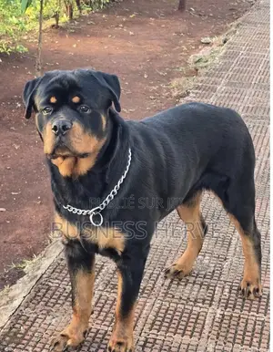 Plus d’un an Homme Pure race Rottweiler