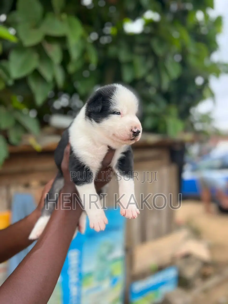 0-1 mois Femme Pure race Siberian Husky