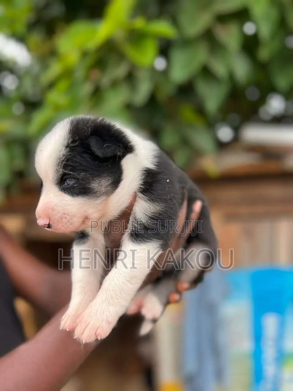 0-1 mois Femme Pure race Siberian Husky