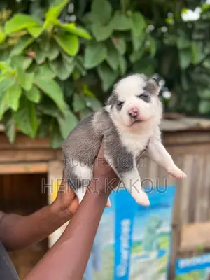 0-1 mois Femme Pure race Siberian Husky