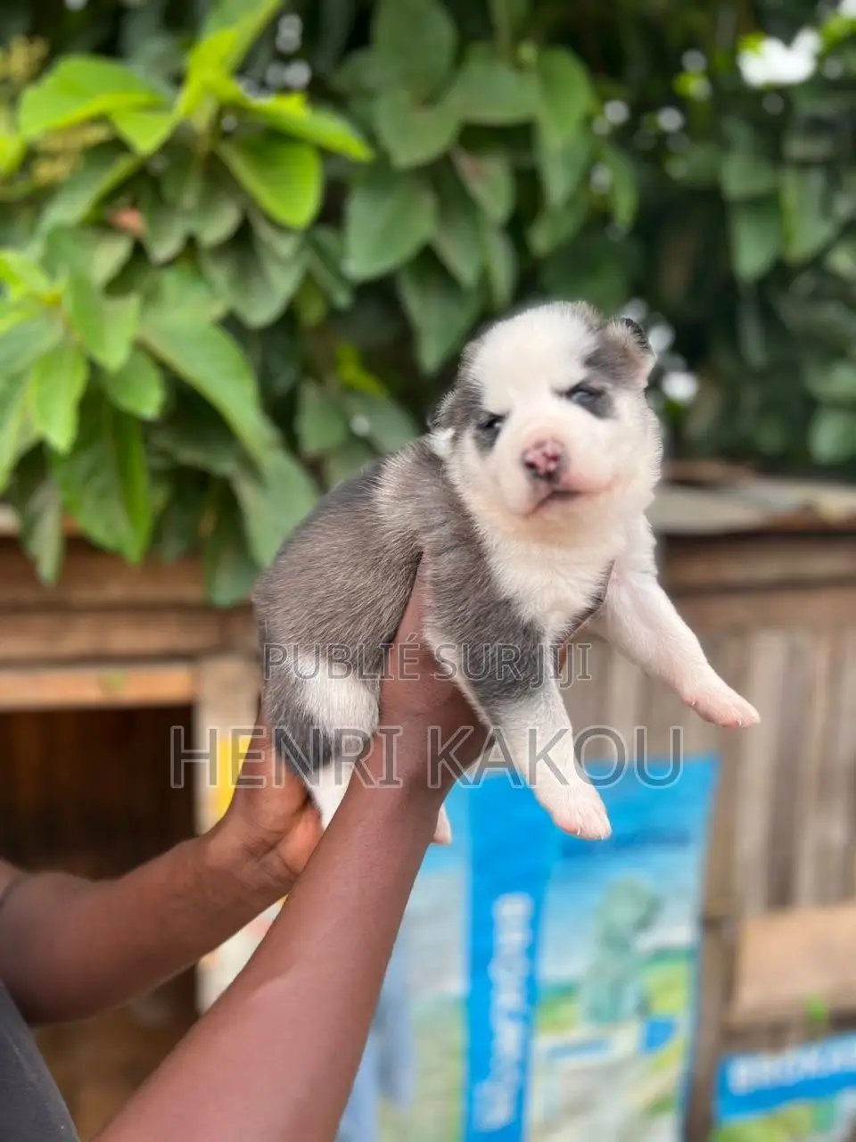 0-1 mois Femme Pure race Siberian Husky