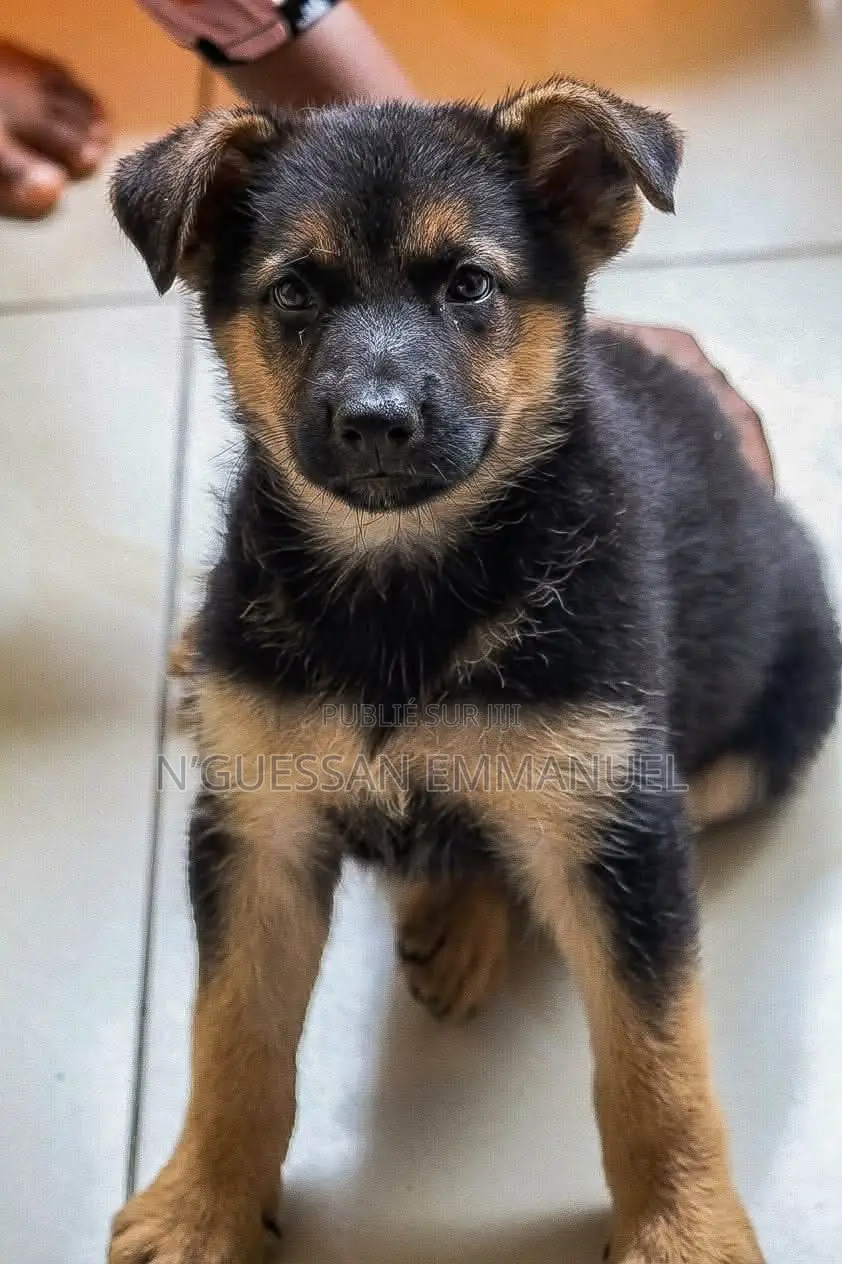 1-3 mois Homme Pure race Belgian Sheepdog